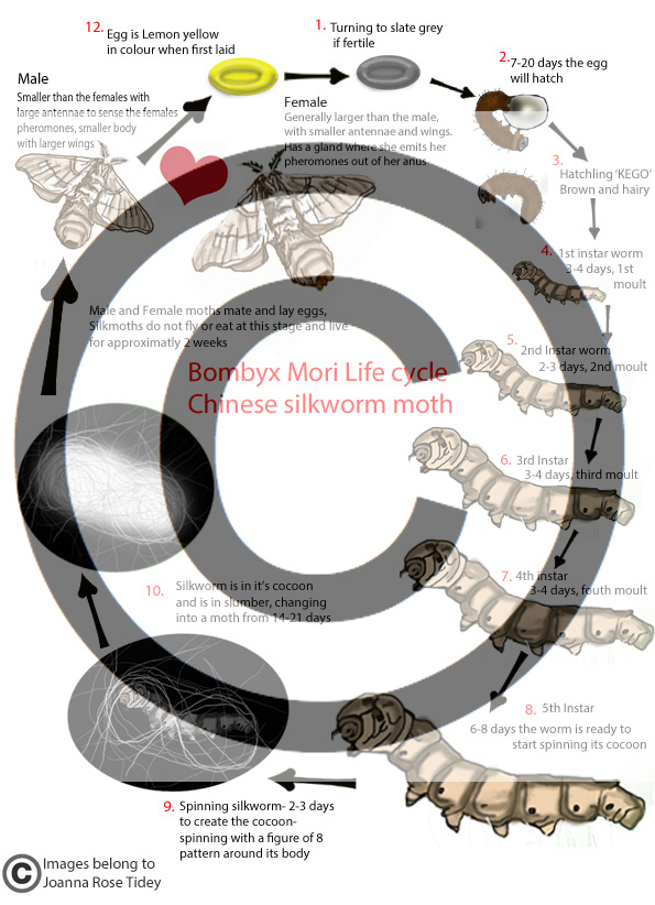 life cycle of Bombyx Mori