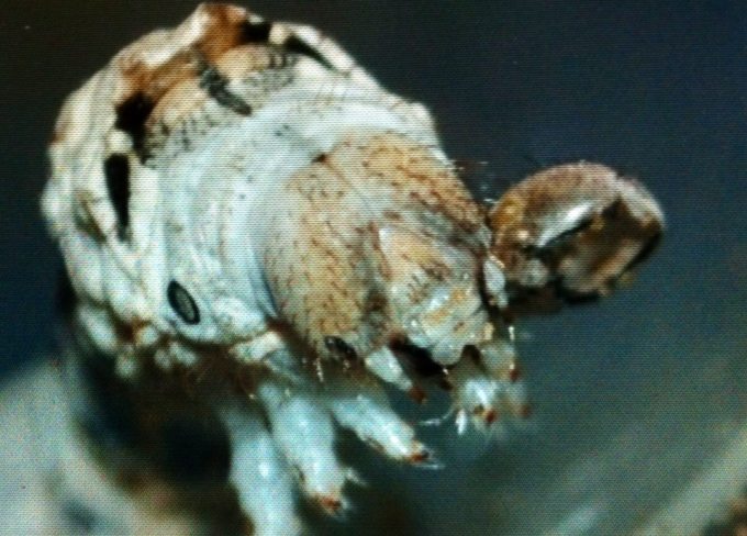 New photo's of Silkworms will be uploaded soon...