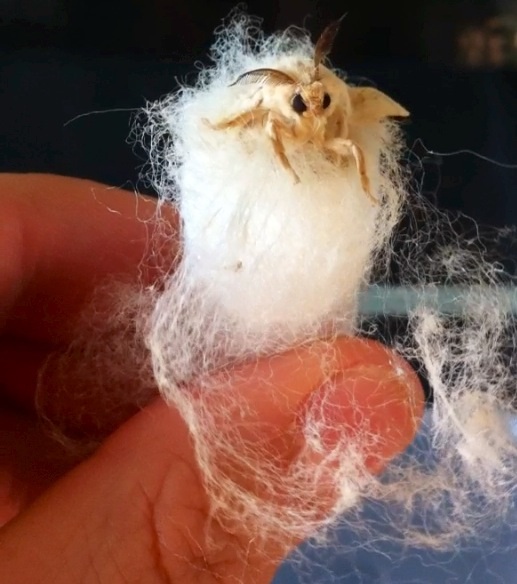 First Emergence 